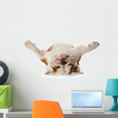 Dog Laying His Back shown on a wall