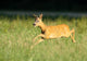 Reh Roe Deer Capreolus