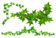 Efeuranke Wall Decal