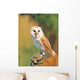 Barn Owl