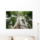 Central rain forest trees Wall Mural