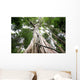 Central rain forest trees Wall Mural