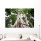 Central rain forest trees Wall Mural