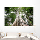 Central rain forest trees Wall Mural