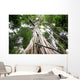 Central rain forest trees Wall Mural