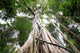 Central rain forest trees Wall Mural