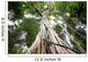 Central rain forest trees Wall Mural