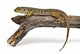 Lagarto Ocelado Descansando Sobre