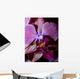 Orchidea