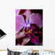 Orchidea