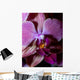 Orchidea