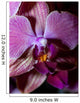 Orchidea