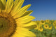 Sunflower Fields Wall Mural
