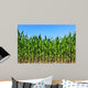 Green Maize Field Wall Mural