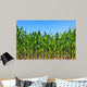 Green Maize Field Wall Mural