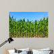 Green Maize Field Wall Mural