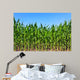 Green Maize Field Wall Mural