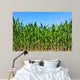 Green Maize Field Wall Mural