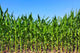 Green Maize Field Wall Mural