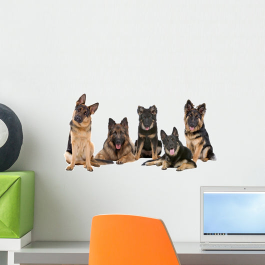 Group German Shepherd Dogs Wall Mural