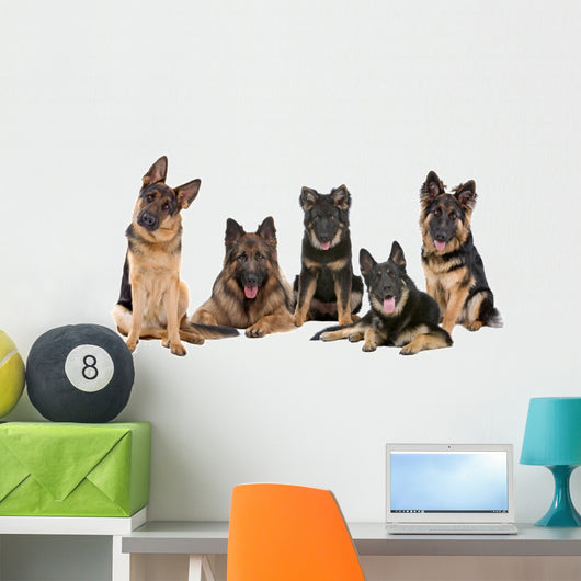Group German Shepherd Dogs Wall Mural