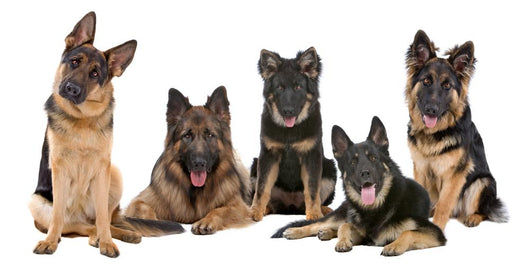 Group German Shepherd Dogs Wall Mural