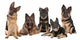 Group German Shepherd Dogs Wall Mural