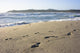 Footprints in Sand Wall Mural