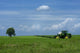 One Tree Green Soy