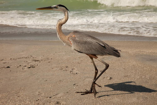 Great Blue Heron Wall Mural