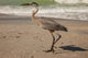 Great Blue Heron Wall Mural