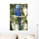 Hyacinth Macaw Playing Tree