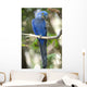 Hyacinth Macaw Playing Tree
