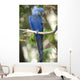 Hyacinth Macaw Playing Tree