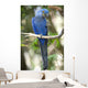 Hyacinth Macaw Playing Tree