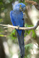 Hyacinth Macaw Playing Tree