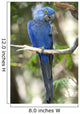 Hyacinth Macaw Playing Tree