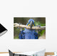 Hyacinth Macaw Playing in Tree Pantanal Brazil Wall Mural