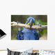 Hyacinth Macaw Playing in Tree Pantanal Brazil Wall Mural