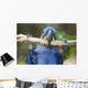 Hyacinth Macaw Playing in Tree Pantanal Brazil Wall Mural