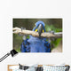 Hyacinth Macaw Playing in Tree Pantanal Brazil Wall Mural