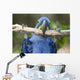 Hyacinth Macaw Playing in Tree Pantanal Brazil Wall Mural