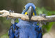 Hyacinth Macaw Playing in Tree Pantanal Brazil Wall Mural