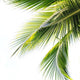 Palm Tree Leaf Wall Decal