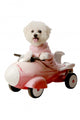 Fifi Bichon Frise Loves Wall Decal