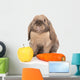 Dwarf Rabbit with Carrots Wall Mural