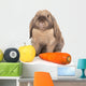 Dwarf Rabbit with Carrots Wall Mural