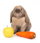 Dwarf Rabbit with Carrots Wall Mural