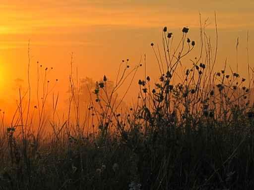 Sunrise Wall Decal Design 5