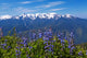 Hurricane Ridge Wall Mural
